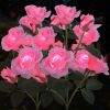 Solar Rose Lights Outdoor, 2 Pack with 14 Rose Flowers Waterproof Color Changing LED Flower Lights, Solar Powered Garden Stakes for Yard, Patio, Path